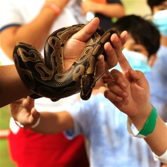 Capacitação NR-31 Segurança no Manejo de Animais Peçonhentos