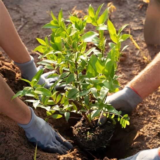 Curso Arborização | EAD | Ao Vivo | Presencial | Online | 143287